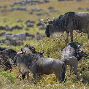 _85R5266_20180728_113100_4377Masai Mara 2018_7333Masai Mara 2018.jpg