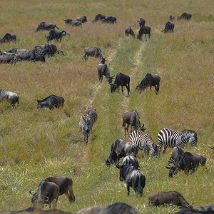 _85R5272_20180728_113326_4378Masai Mara 2018_7334Masai Mara 2018.jpg