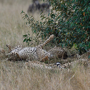 _R057156_20180728_123939_4426Masai Mara 2018_7382Masai Mara 2018.jpg