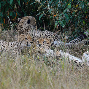 _R057274_20180728_125842_4431Masai Mara 2018_7387Masai Mara 2018.jpg