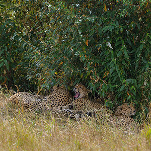 _85R5382_20180728_131829_4384Masai Mara 2018_7340Masai Mara 2018.jpg
