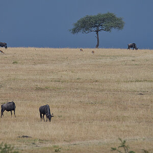 _85R5438_20180728_165943_4388Masai Mara 2018_7344Masai Mara 2018.jpg