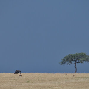 _85R5443_20180728_165953_4389Masai Mara 2018_7345Masai Mara 2018.jpg