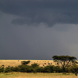 _5RG0252_20180728_170211_4462Masai Mara 2018_7170Masai Mara 2018.jpg