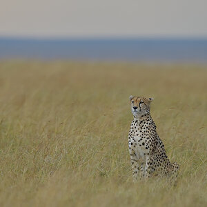 _85R5471_20180728_171714_4392Masai Mara 2018_7348Masai Mara 2018.jpg