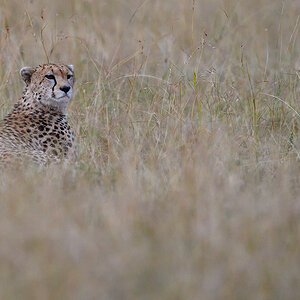 _5RG0293_20180728_174005_4466Masai Mara 2018_7174Masai Mara 2018.jpg
