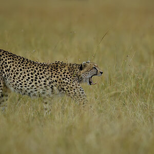 _5RG0362_20180728_175447_4472Masai Mara 2018_7180Masai Mara 2018.jpg