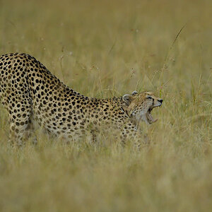 _5RG0368_20180728_175448_4475Masai Mara 2018_7183Masai Mara 2018.jpg