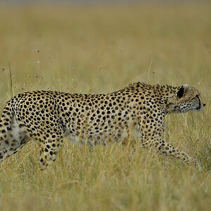 _5RG0398_20180728_175455_4476Masai Mara 2018_7184Masai Mara 2018.jpg