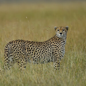 _5RG0408_20180728_175510_4477Masai Mara 2018_7185Masai Mara 2018.jpg