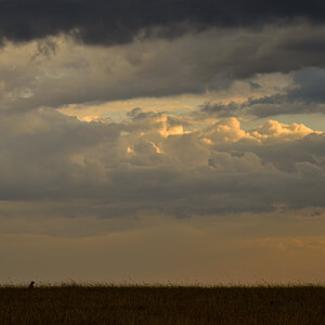 _R057547_20180728_180151_4446Masai Mara 2018_7402Masai Mara 2018.jpg