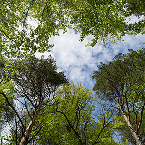 Wald.jpg