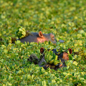 _5RG0466_20180729_070516_4891Masai Mara 2018_7416Masai Mara 2018.jpg