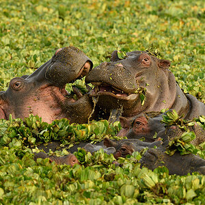 _R057626_20180729_072923_4802Masai Mara 2018_7723Masai Mara 2018.jpg