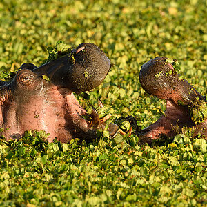 _R057897_20180729_074308_4838Masai Mara 2018_7759Masai Mara 2018.jpg
