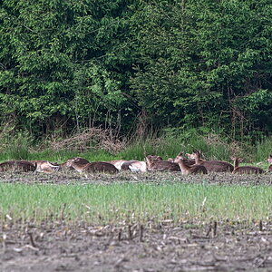DSC_7802.jpg