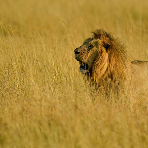 _5RG0886_20180729_075723_4904Masai Mara 2018_7429Masai Mara 2018.jpg