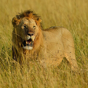 _5RG1042_20180729_080113_4911Masai Mara 2018_7436Masai Mara 2018.jpg