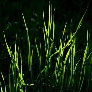 Grass.jpg