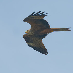 N5100442nikon.jpg