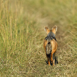_5RG1120_20180729_081206_4915Masai Mara 2018_7440Masai Mara 2018.jpg