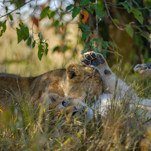 _85R5789_20180729_085715_4608Masai Mara 2018_7529Masai Mara 2018.jpg