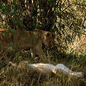 _R057905_20180729_085749_4839Masai Mara 2018_7760Masai Mara 2018.jpg