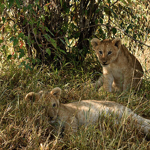 _R057935_20180729_085807_4842Masai Mara 2018_7763Masai Mara 2018.jpg