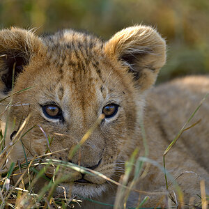 _85R5822_20180729_090133_4610Masai Mara 2018_7531Masai Mara 2018.jpg