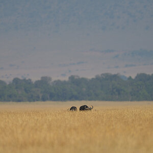 _85R5832_20180729_090306_4612Masai Mara 2018_7533Masai Mara 2018.jpg