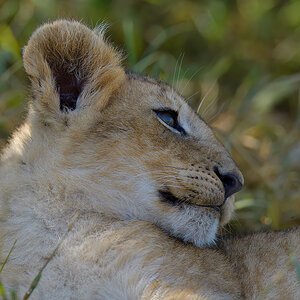_85R5853_20180729_090923_4614Masai Mara 2018_7535Masai Mara 2018.jpg