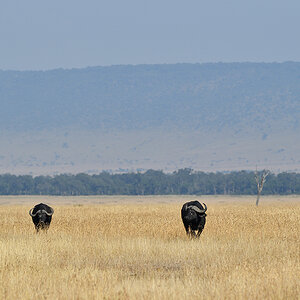 _5RG1287_20180729_091102_4937Masai Mara 2018_7462Masai Mara 2018.jpg