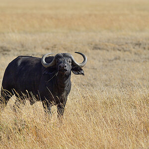 _5RG1308_20180729_091451_4938Masai Mara 2018_7463Masai Mara 2018.jpg