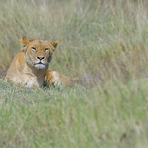 _85R6002_20180729_095207_4617Masai Mara 2018_7538Masai Mara 2018.jpg