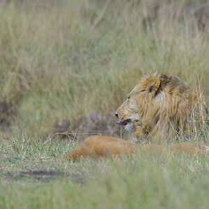 _85R6100_20180729_095551_4618Masai Mara 2018_7539Masai Mara 2018.jpg