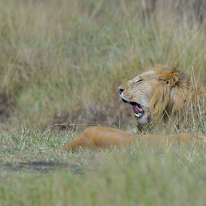_85R6124_20180729_095558_4621Masai Mara 2018_7542Masai Mara 2018.jpg