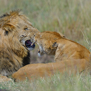 _85R6201_20180729_095727_4622Masai Mara 2018_7543Masai Mara 2018.jpg
