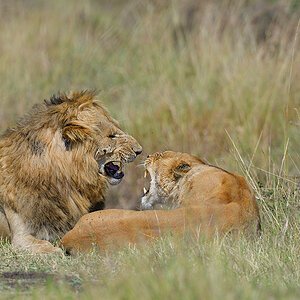_85R6207_20180729_095727_4624Masai Mara 2018_7545Masai Mara 2018.jpg