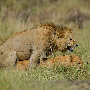 _85R6338_20180729_101544_4626Masai Mara 2018_7547Masai Mara 2018.jpg