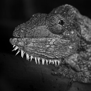 Anolis barbatus