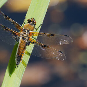 N5140834nikon.jpg
