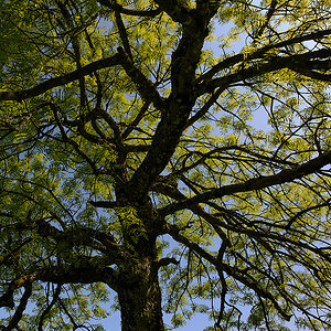 Baum_DSC9079.jpg