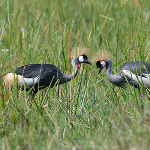 _85R6518_20180729_102850_4628Masai Mara 2018_7549Masai Mara 2018.jpg