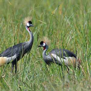 _85R6561_20180729_102909_4633Masai Mara 2018_7554Masai Mara 2018.jpg