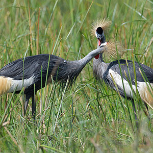 _85R6627_20180729_102935_4634Masai Mara 2018_7555Masai Mara 2018.jpg