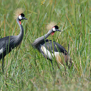 _85R6642_20180729_102953_4635Masai Mara 2018_7556Masai Mara 2018.jpg