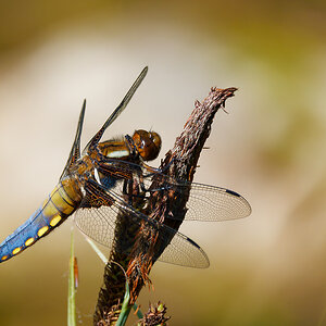 N5120676nikon.jpg