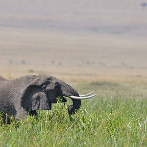 _85R6702_20180729_103331_4641Masai Mara 2018_7562Masai Mara 2018.jpg