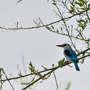 _85R6759_20180729_104638_4644Masai Mara 2018_7565Masai Mara 2018.jpg