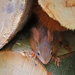 Juniorhörnchen 3.jpg